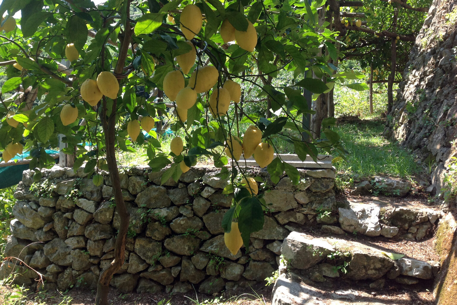 Onlineshop für mediterrane Pflanzen und Bäume - Amalfi-Zitronenbaum Citrus limon Sfusato Amalfitano