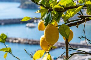 Amalfi Monumental Garden_Lemons