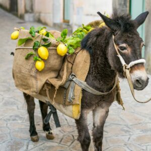 Antichi Sapori d'Amalfi_Limoncello Experience_donkey