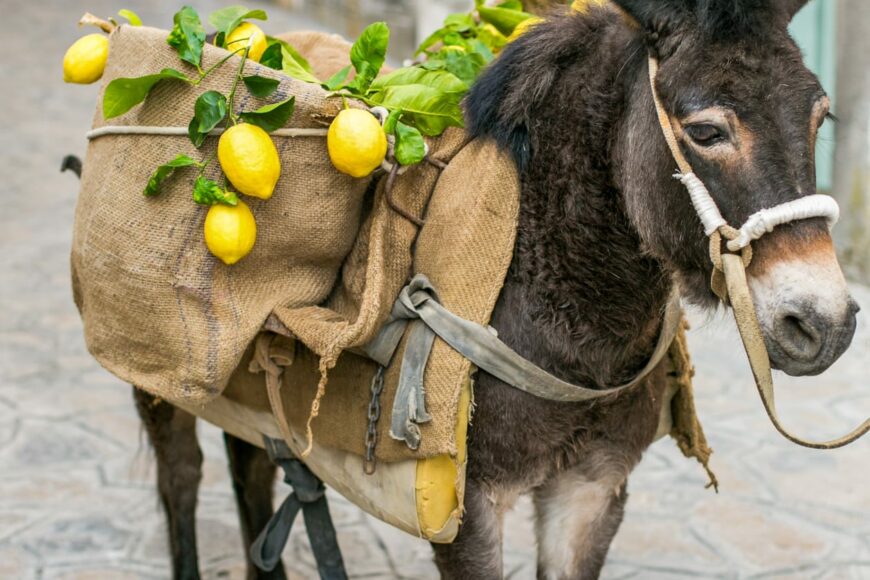 Antichi Sapori d'Amalfi_Limoncello Experience_donkey