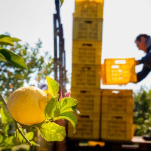 Antichi Sapori d'Amalfi_Picking